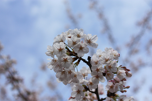 Cherry blossoms