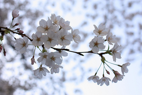 Cherry blossoms in Joudo temple