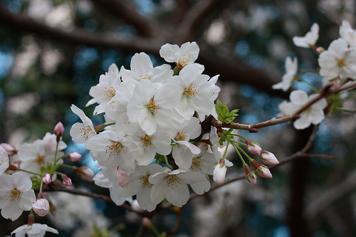 Sakura (Japanese cherry blossoms)