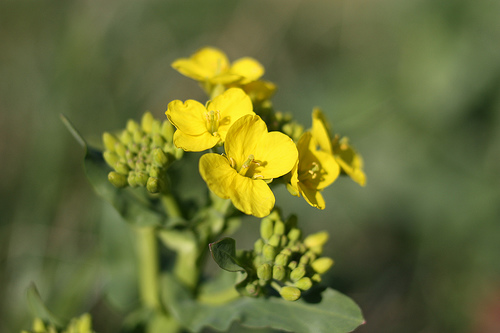 Rapeseed - Vernal flowers