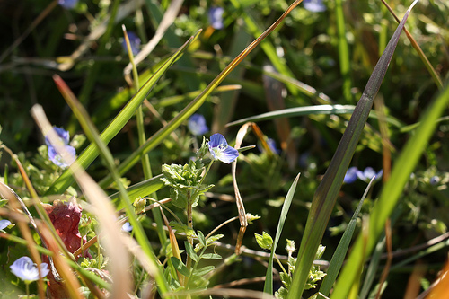 Vernal flowers