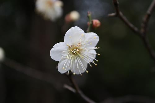 Plum blossoms